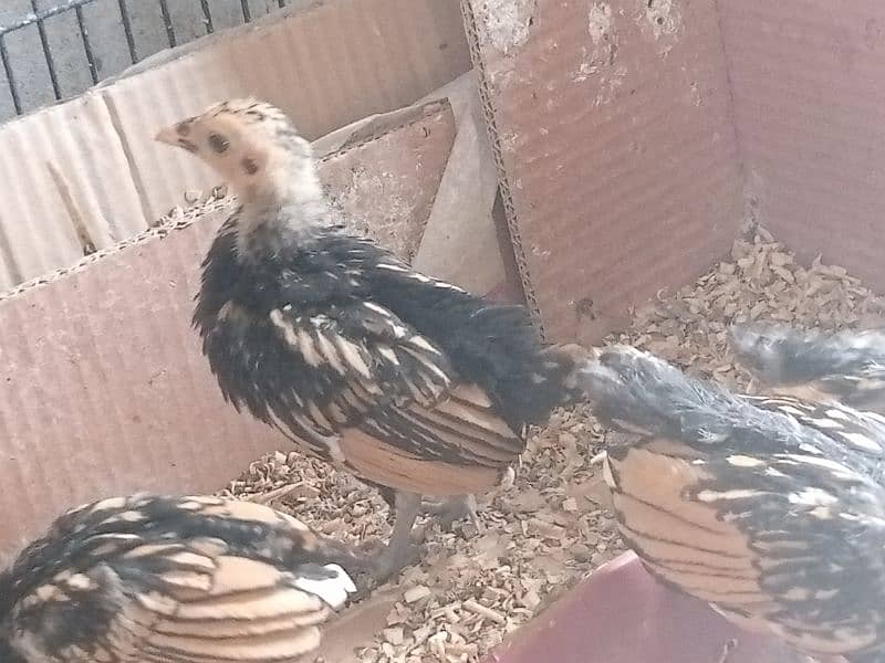 golden sebright or Sebrite fancy breed chicks 03228076142 2