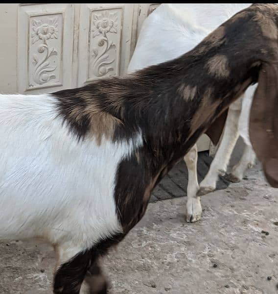 Goats for Qurbani 1