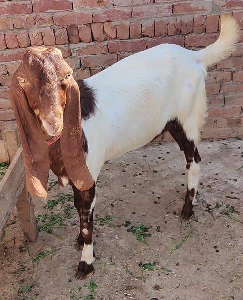Goats for Qurbani 2