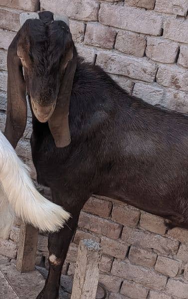 Goats for Qurbani 3