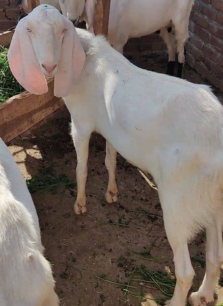 Goats for Qurbani 4