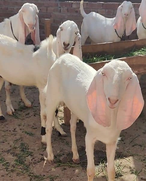 Goats for Qurbani 5