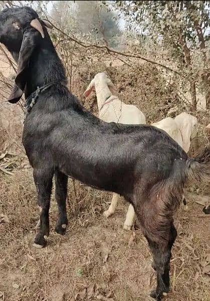 Goats for Qurbani 7