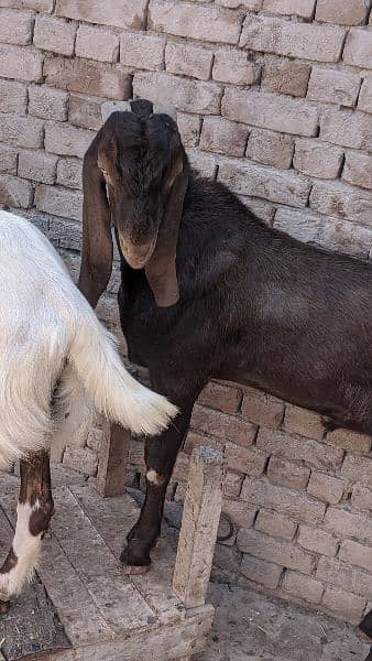Goats for Qurbani 9