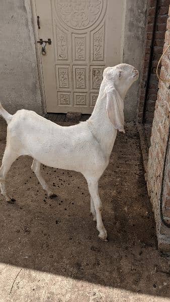 Goats for Qurbani 10