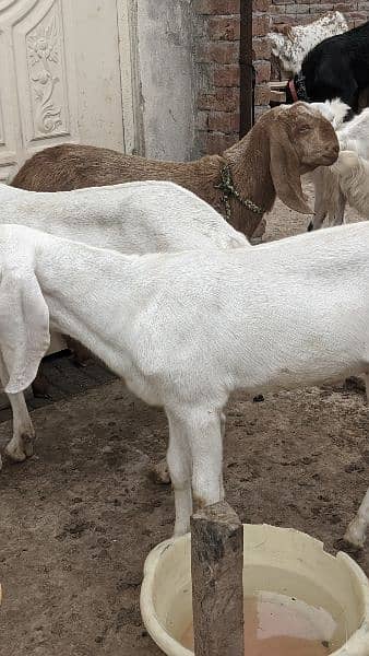 Goats for Qurbani 11