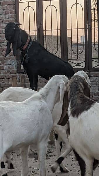 Goats for Qurbani 12