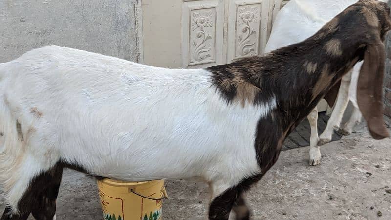 Goats for Qurbani 13