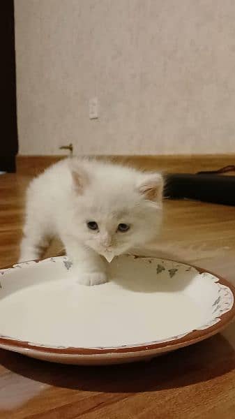 white persian kitten 2
