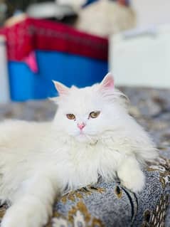 Persian White Female Cat