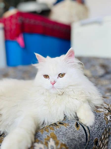 Persian White Female Cat 0