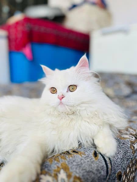 Persian White Female Cat 1