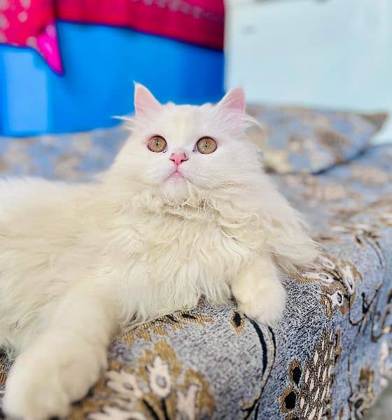 Persian White Female Cat 2