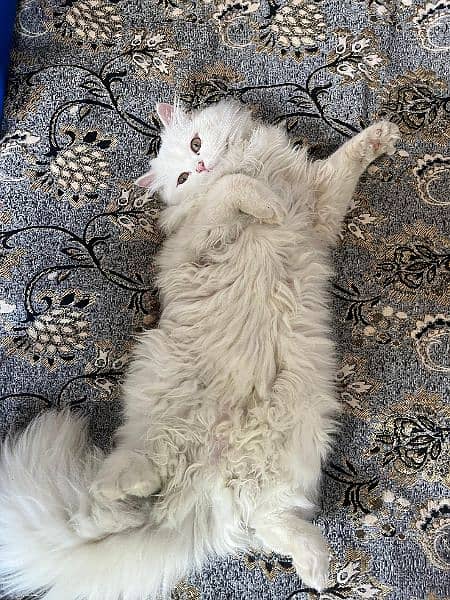 Persian White Female Cat 3