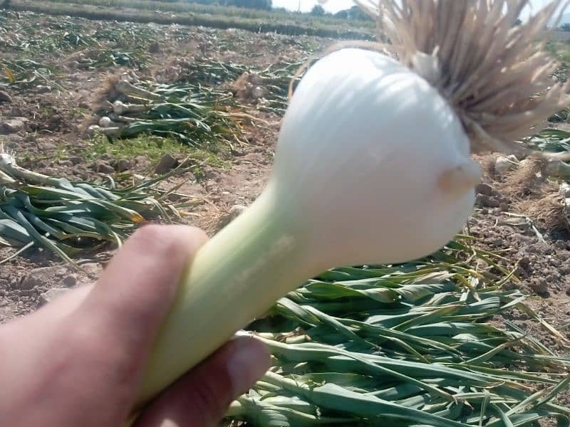 G1 garlic 1