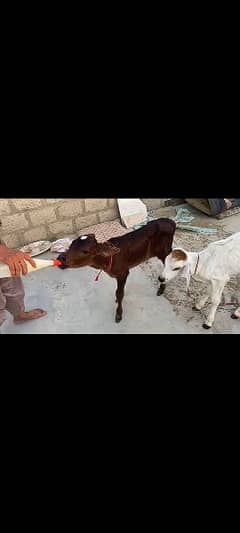 2 cow kids for sale healthy end active