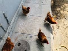 Lohman Brown Healthy Home grown Hens