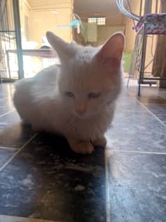White cat for sale