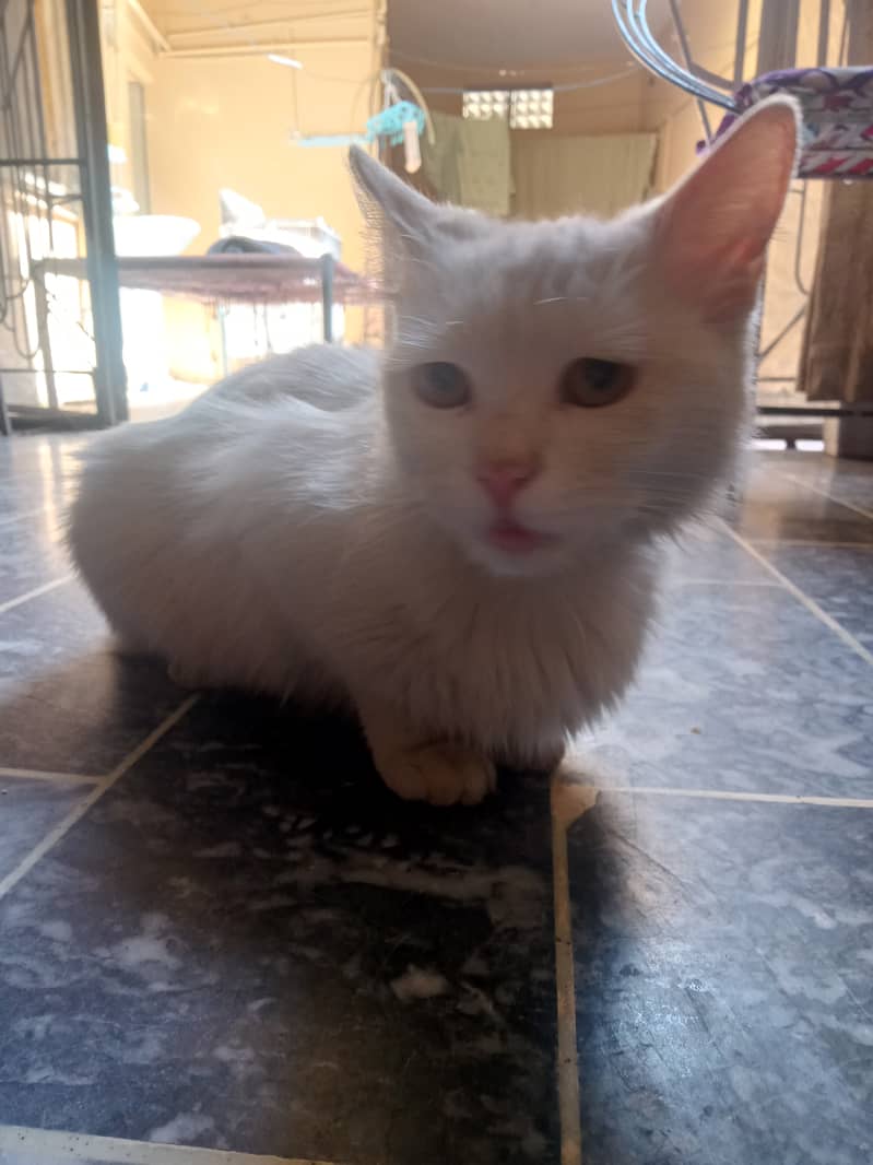 White cat for sale 1