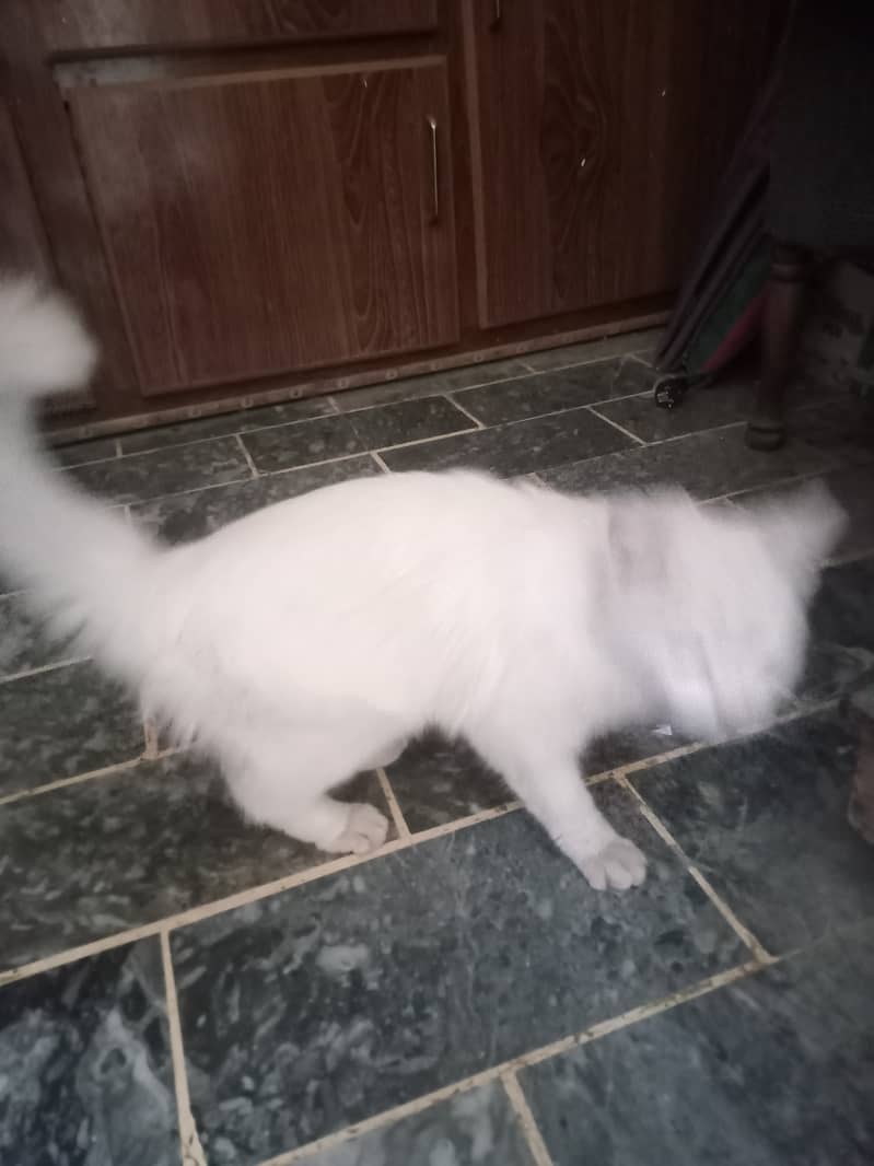 White cat for sale 2