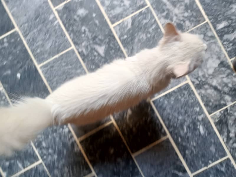 White cat for sale 3