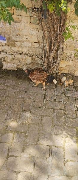 aseel hen with 10aseel chicks price of all with hen is 13000r. s 5