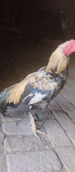 aseel hen with 10aseel chicks price of all with hen is 13000r. s 7