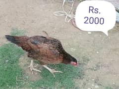 5 Hens and 1 Roster for Sale