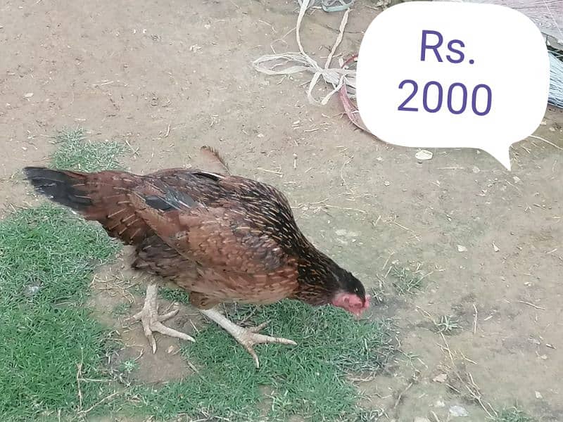 5 Hens and 1 Roster for Sale 0