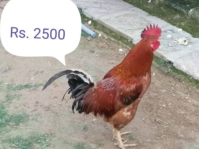 5 Hens and 1 Roster for Sale 1