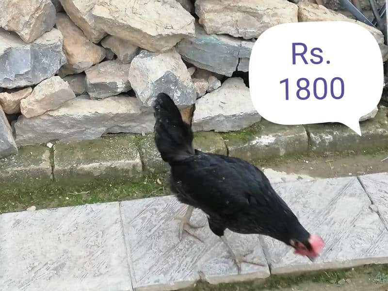 5 Hens and 1 Roster for Sale 2