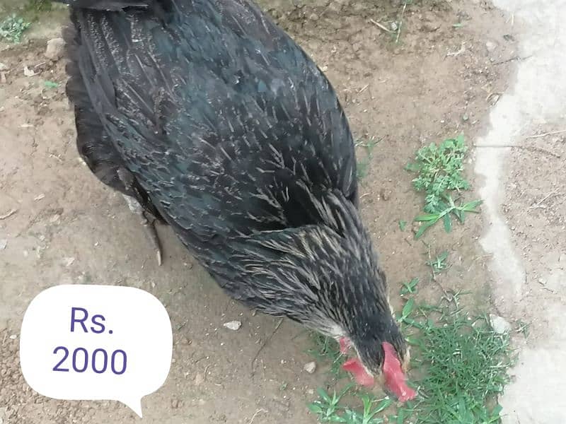 5 Hens and 1 Roster for Sale 3