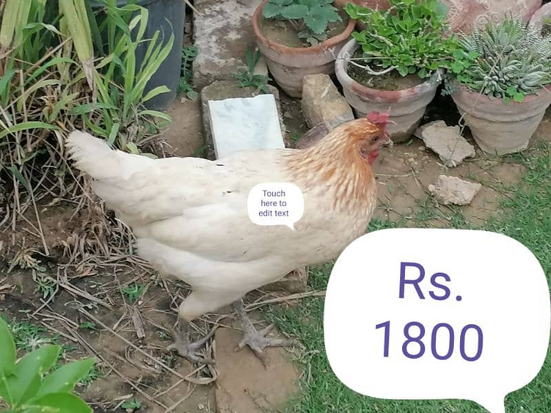 5 Hens and 1 Roster for Sale 4