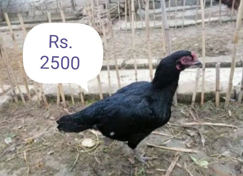 5 Hens and 1 Roster for Sale 5