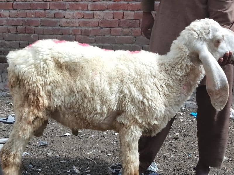 very beautiful sheep  price only sab ki diffirent hain 0