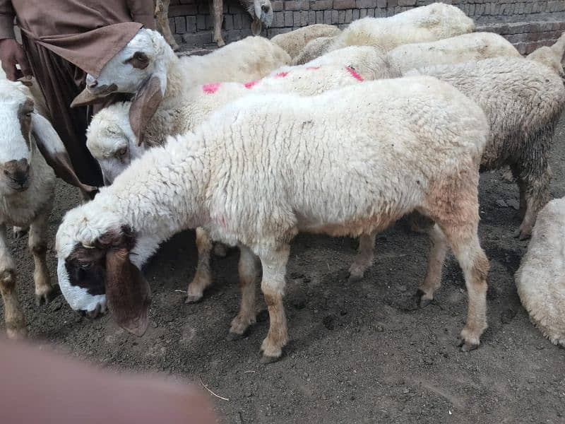 very beautiful sheep  price only sab ki diffirent hain 6