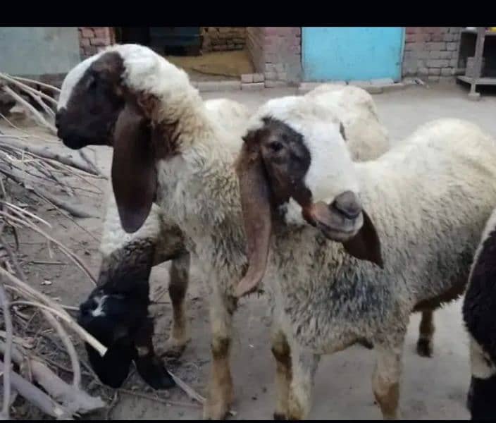 very beautiful sheep  price only sab ki diffirent hain 12