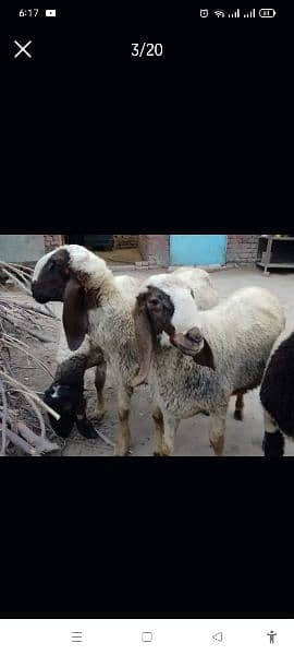 very beautiful sheep  price only sab ki diffirent hain 13
