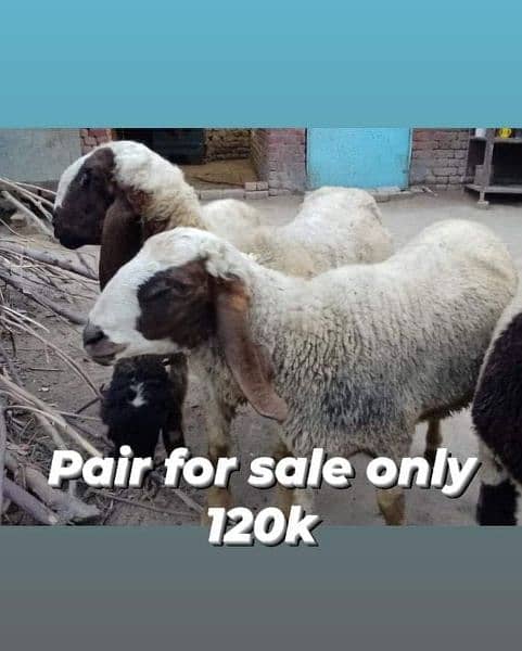 very beautiful sheep  price only sab ki diffirent hain 14