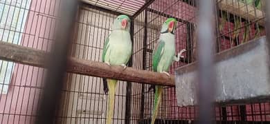 raw parrot per pair Rs. 45000