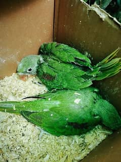 parrot chiks pair