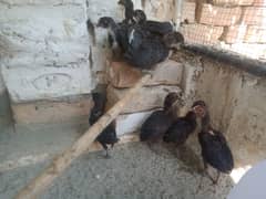 Hen chicks for sale