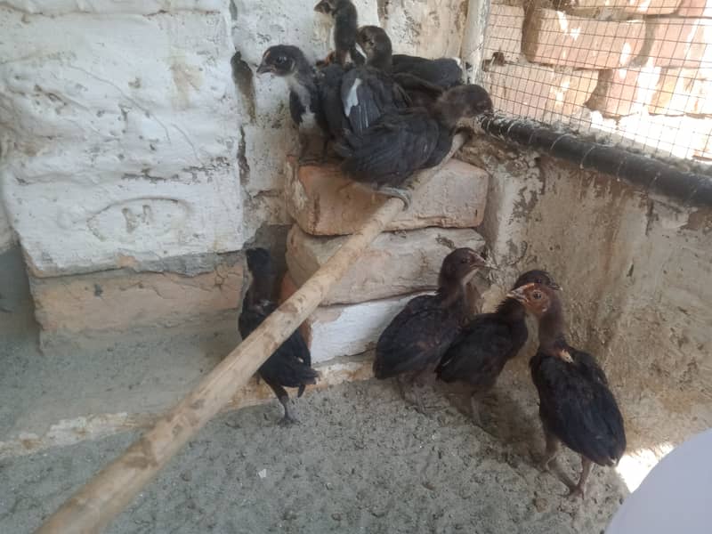 Hen chicks for sale 0