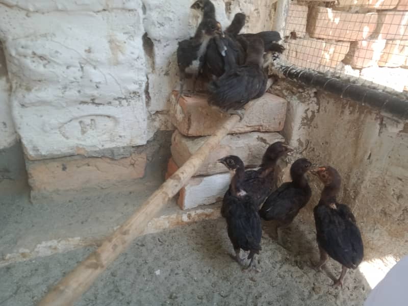 Hen chicks for sale 1