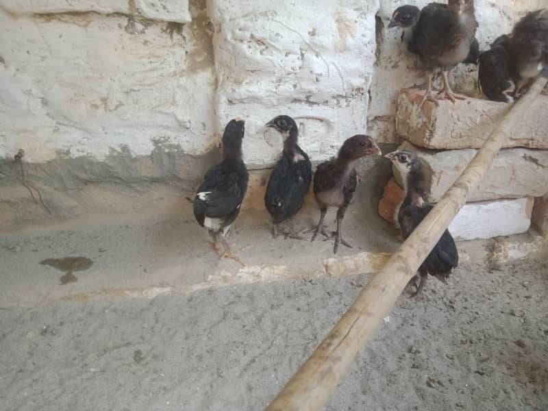 Hen chicks for sale 4