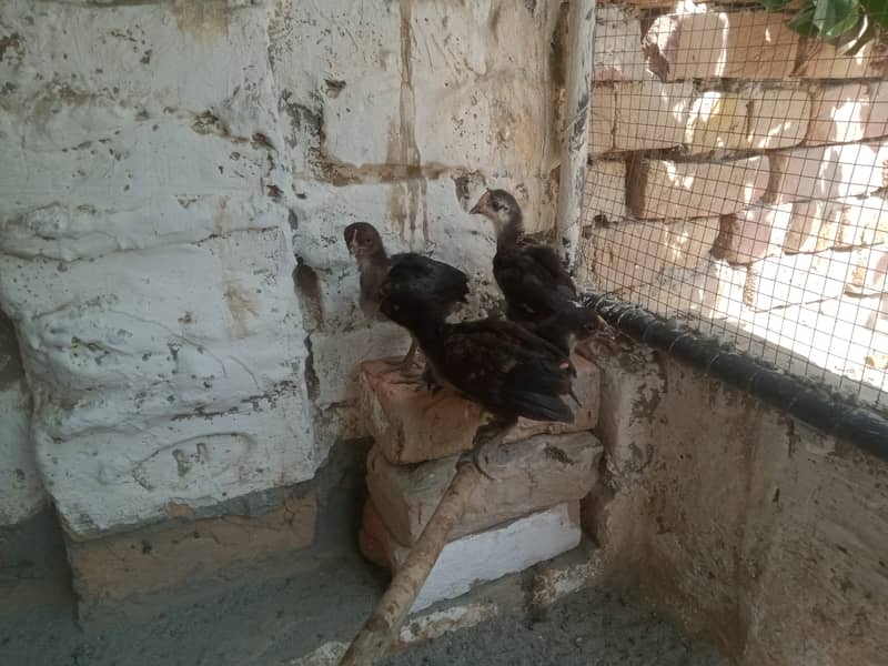Hen chicks for sale 7