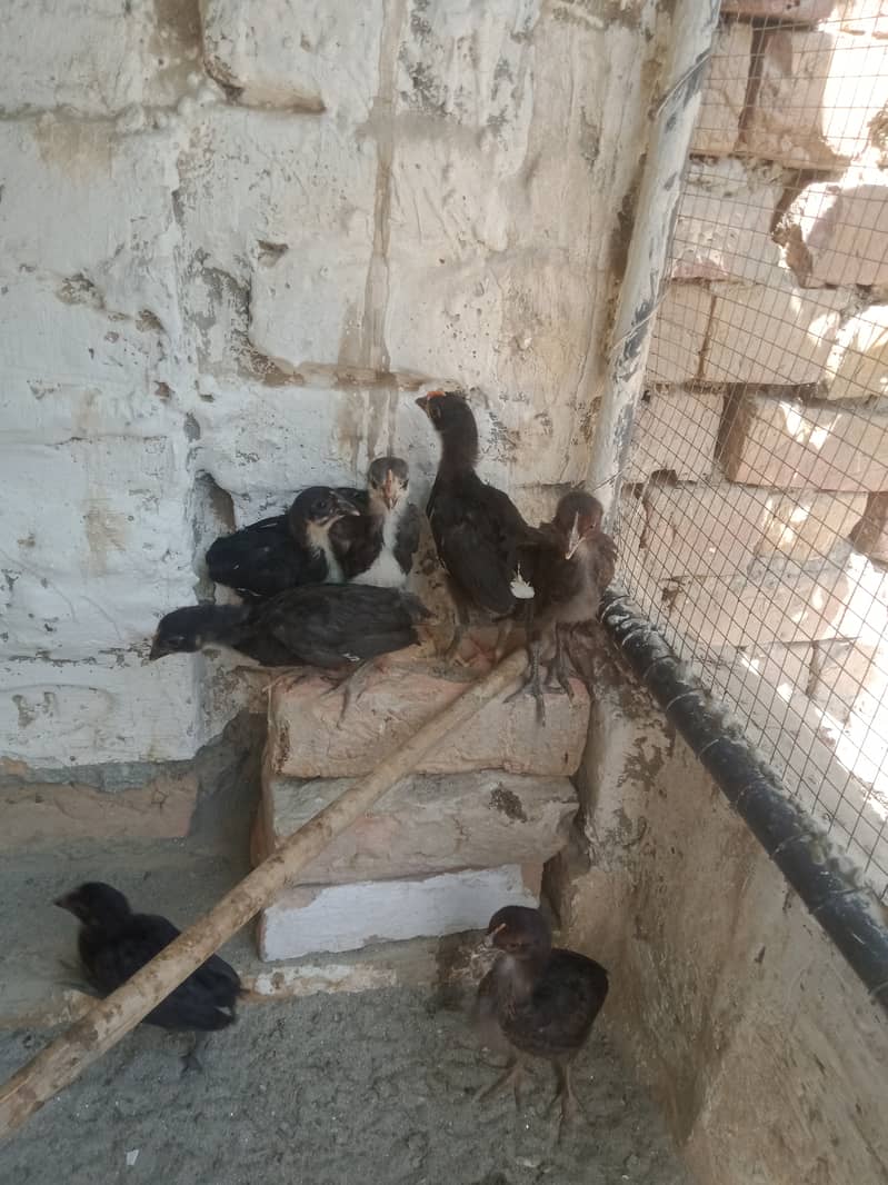 Hen chicks for sale 10