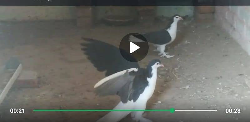 Sherazi pigeons pair 1