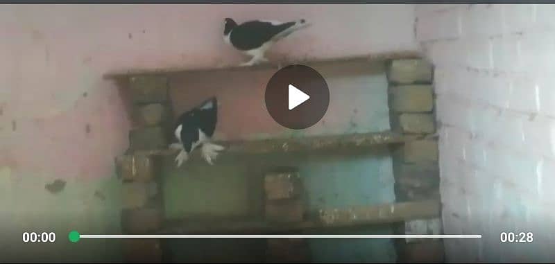 Sherazi pigeons pair 2
