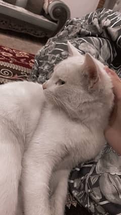 Male Persian kitten